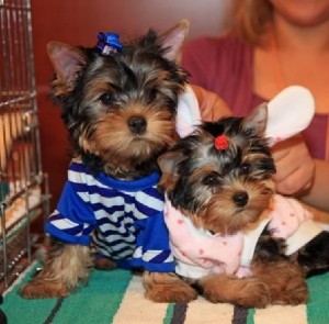 WELL TAMED TEACUP YORKIE PUPPIES FOR FREE ADOPTION