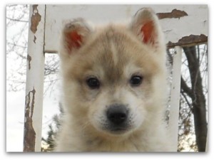 X-Mas Siberian Husky Puppies  Available for Adoption.Don't Miss Out!!!