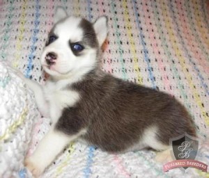 X-Mas Siberian Husky Puppies  Available for Adoption.Don't Miss Out!!!