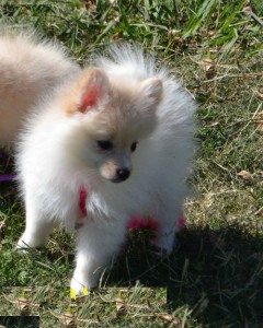 pomeranian  puppies now available