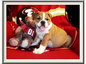 English bulldog puppies