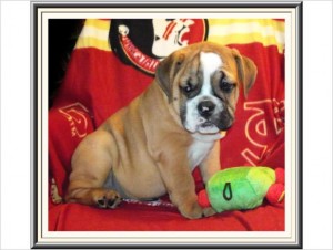 Beautiful Female English Bulldog Puppy