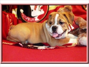 AKC English Bulldogs puppies for XMAS