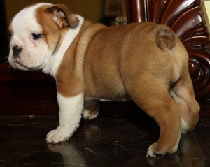 Affectionate And Playful English Bulldog Puppies For Adoption