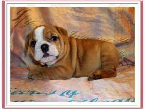 AKC English Bulldogs puppies for XMAS