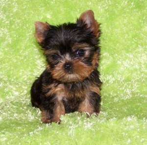 Well trained and sociable Yorkshire terrier puppies