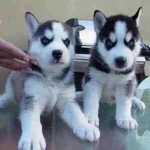 Lovely with Amazing Characteristics Siberian Husky PuppiesTEXT ONLY...(707) 685-8445.
