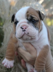 Perfect Litter of English Bulldog Puppies available!