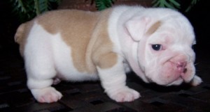 Perfect Litter of English Bulldog Pups