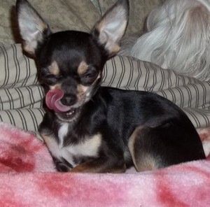 Adorable chihuahua puppies for x-mass and for lovely homes