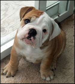 Extremely Well Socialized cute  English Bulldog puppies for adoption