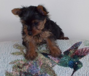 Healthy Home raised Yorkie pups available now for lovely homes