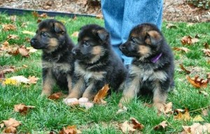 adorable german sheperd puppies for x-mass gift moving to lovely homes