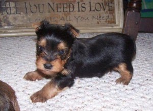 Sweet And Gorgeous Yorkie Puppies for adoption