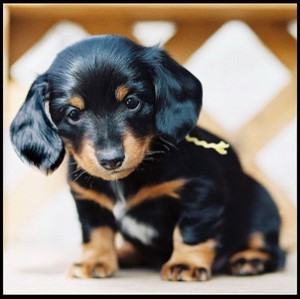 Healthy Well Trianed dachshund puppies  For Free Adoption
