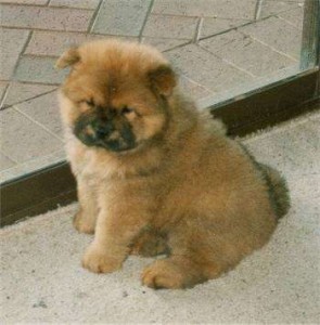 Great Looking chow chow