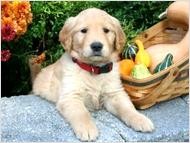 Golden Retriever Puppy available now.Text us on  3202887410.