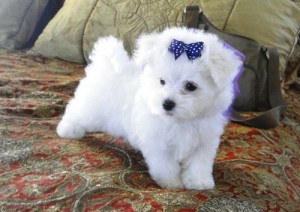 Teacup Maltese, 12 weeks for Adoption