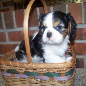 lovely Cavalier King Charles Spaniel