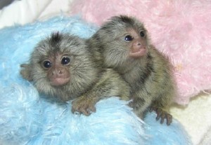Home Trained marmoset monkeys