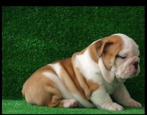 Male And Female English Bull Dog for Christmas.