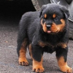Active and Brave male and female black and mahogany Rottweiler puppy