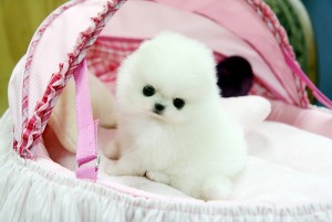 Magnificent Teacup Pomeranian Puppies For Sale