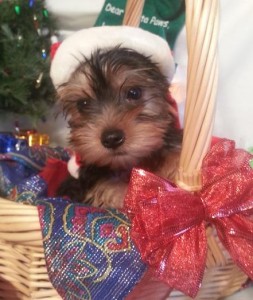 Super loving pedigrees X-Mass male and female Yorkie puppies now available for loving homes.