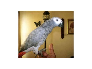 Super Sweet Congo African Grey Parrot