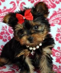 ADORABLE AWARESOM MALES AND FEMALES YORKIES PUPPIES READY FOR ADOPTION TO LOVING HOME