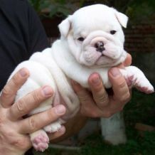Adorable male and female English bull dog puppies for adoption