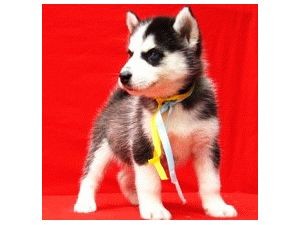 CHARMING AND LOVELY CHRISTMAS SIBERIAN HUSKY PUPPIES AVAILABLE FOR KIDS AND GOOD HOMES