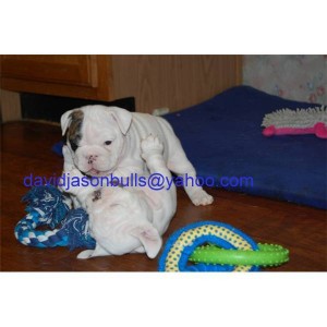 Two White English bulldog puppies for adoption