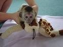2 lovely capuchin monkeys for X-mass text 970-542-7633