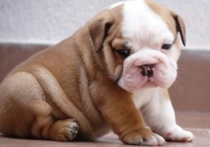 beautiful x-mas puppy for adoption