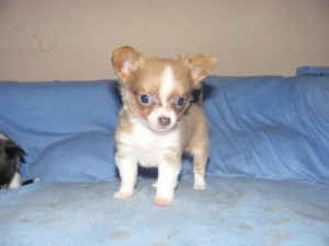 Beautiful walpen Chihuahuas puppies for adoption