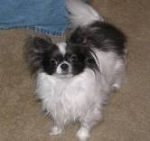 Beautiful Walpen Chihuahuas puppies