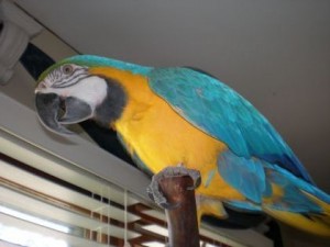 Gorgeous Tamed &amp; Talking Blue &amp; Gold Macaw