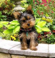 Gorgeous Yorkshire Terrier puppies