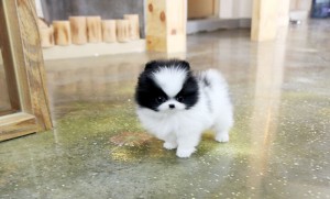 ~ Precious Black/White Party Micro Teacup Pom Available!