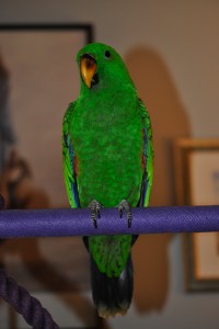 Male Solomon Island Eclectus Parrot