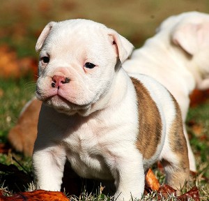 ENGLISH BULLDOG PUPPiES FOR ADOPTION