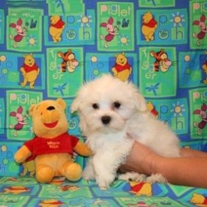 Tea-Cup Size maltese Puppies