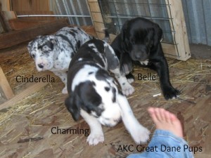 AKC full registration Great Dane Puppies will be ready for christmas!!