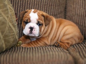 Two Adorable English bulldogs puppies