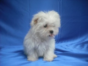 cute maltese puppies for christmas