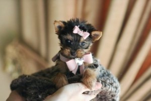 Outstanding Female Yorkie Puppy for GOOD hOMES