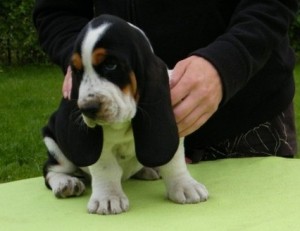 Amazing  Male and female basset hound puppies  for  sale