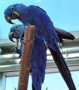 Blue Hand-fed Pair Hyacinth Macaw Parrots For A Loving Home Tetx US (513) 900-1417