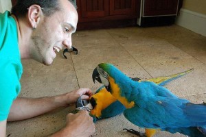 Young and talking macaw parrots for rehoming.
